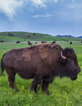 Eddie D. Valdez Specializes in Indian Law